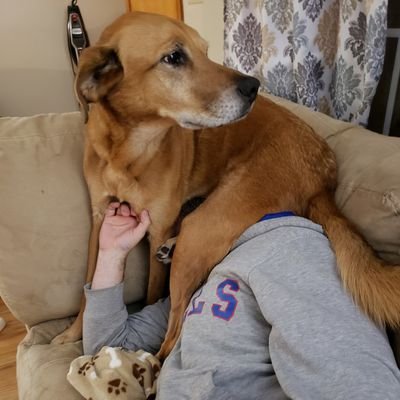 Bills/Sabres/Braves/Notre Dame Football. My dog loves to sit on my head. ARNG
