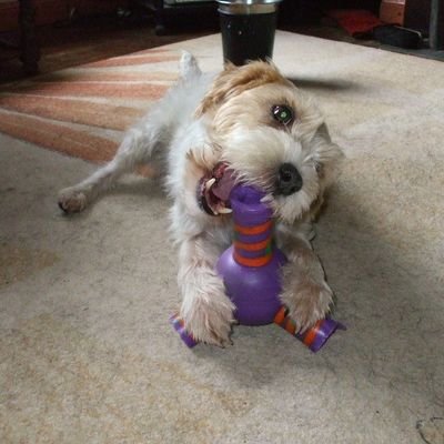 KenAeDrewett's profile picture. Anti woke yoon and too old to change, wouldn't want to anyway. Old fashioned values and respect count. Britain needs #Reform
#AntiSNP No DMs