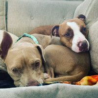 Lauren Hudak (@hudatt) 's Twitter Profile