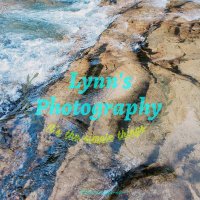 Lynn's Photography(@LynnsPhotografs) 's Twitter Profile Photo