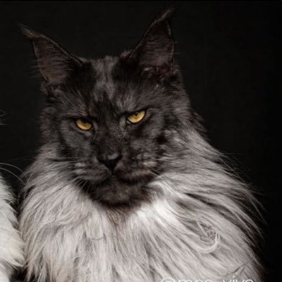 kaidachi1's profile picture. 土の神、火の神、話す言葉もカミカミ。