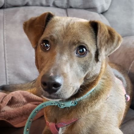 Hello frens. I'm Foxy, a rescue mutt now living with my new family in northeastern PA. I was rescued from the streets of San Antonio, TX.