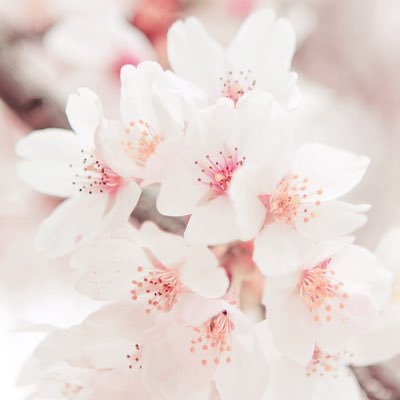 SakuraQk_dx's profile picture. 好きな人達を応援したいどこにでもいそうな女子です 仲良くしてくださると嬉しいです！