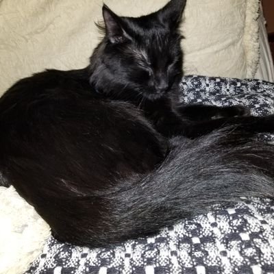 godivasmum's profile picture. 