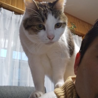 kin_miyakeso's profile picture. rte〆みやけそだよぉー 荒野行動やってます！よかったらフレンドなってね荒野id→423773280