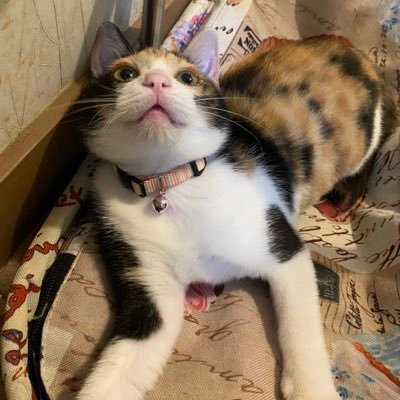 kawato_fish's profile picture. 🐟