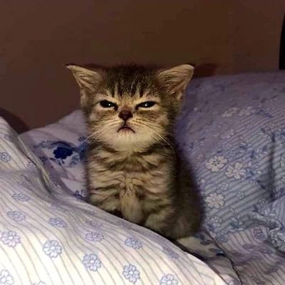 CalGal65's profile picture. I choose not to post. I'm not obligated.