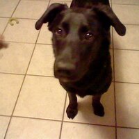 Yogurt Lemon (@yogurtlemon) 's Twitter Profile