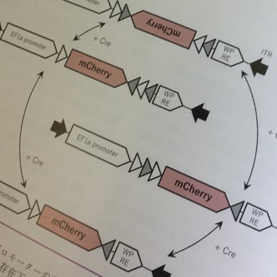 9mgfMrShvfOZjvu's profile picture. M5/117回/Q-Assist/QBは紙派/心電図/後輩恐怖症/情報共有用