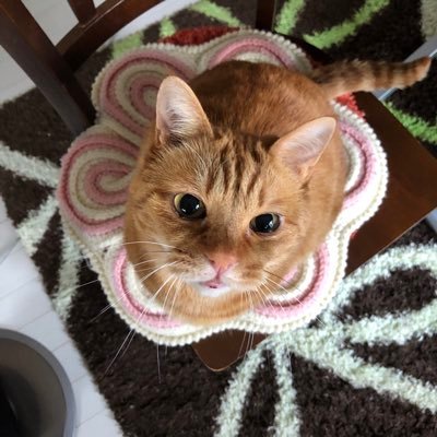 猫・犬好きですが、諸事情により今は猫ちゃんと生活を共にしてます。 登録したものの使い方が分からなくて、そのまま放置してたTwitterを 2021/01より始めました。無言フォロー失礼します 。DMは返しません。I won't return DM,