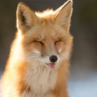 Vitalii (@epicsprintius) Twitter profile photo