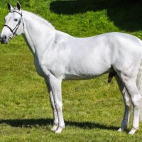 Stud for Freedom (@freedomstud) 's Twitter Profile