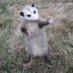 Jane Hicks (@thecosmicpossum) Twitter profile photo Jane Hicks (@thecosmicpossum) Twitter profile photo