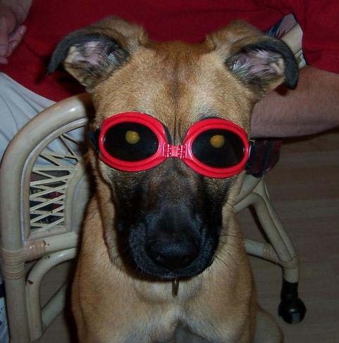 LaughingSpryte's profile picture. Married; dog person; sarcastic; legal AA; cook; reader; clutz