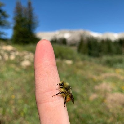 PhD Candidate in the Dillon Lab @ the University of Wyoming. Bumble bee ecophysiology. she/her