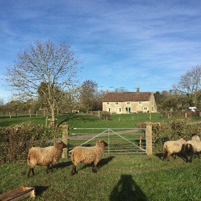 GreenWraxall's profile picture. Wraxall Green Cottage is a small holding in Mendip, Somerset producing Beef, Lamb and wool.