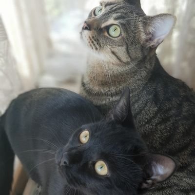 We're cat brothers from another mother. Both a little bit mad. We like chicken, cat toys, wrestling and our 2 humans. Furry friends forever (FFF)