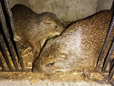 GFescos's profile picture. Developing the grasscutter animals farming in Africa and  encourages the youth to stop the act of scaming and farming livestock for a greater future.