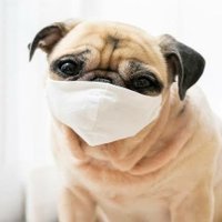 Alper (@alper_pug) Twitter profile photo