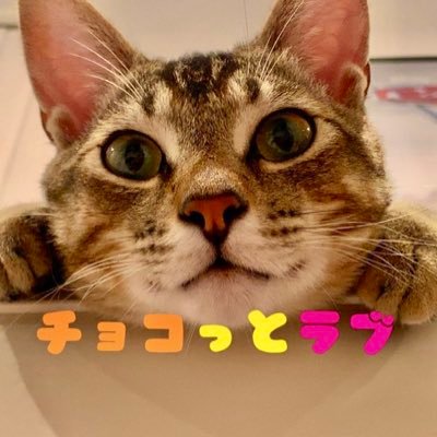 YouTube『チョコっとラブ』の公式Xです✨️保護猫🐈との日常をチョコっと笑える動画にしてます😄チョコっとジョジョネタも⁉️ Xでは更新予定やオフショットを発信中です♪青森県八戸市在住🏠 フォロー&リポスト&拡散ご自由にどうぞ✨️よろしくお願いします💕