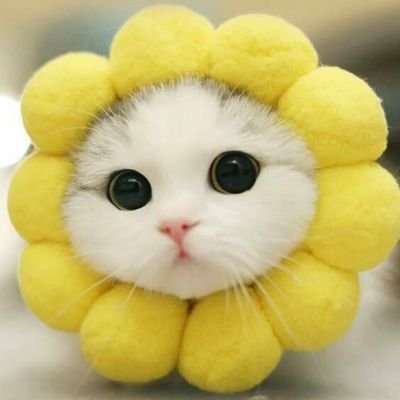 Sofiyanuraliya's profile picture. 