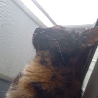 猫田 (@gwlzoujgnxfmwxk) 's Twitter Profile