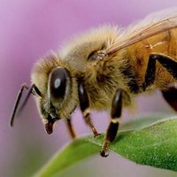 CryptoBee (@hodlbee) 's Twitter Profile