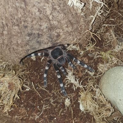 I am a tarantula, my species is called the brazilian white knee or the Acanthuscurria geniculata, this is posts about my life