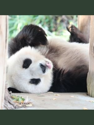 YouTubeで何となく見た🐼パンダの動画に魅了され、そこから暇さえあれば🐼パンダの動画や写真を見るようになりました😘♥️
その中でも、大のお気に入りが神戸王子動物園の🐼タンタンです🥰😚😍

🐼タンタンの為にTwitterを始めました😚Twitter不慣れな為、失礼な対応してしまったらごめんなさい😥