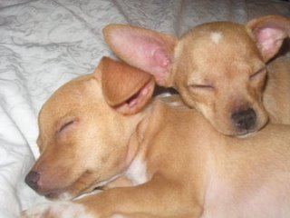 irushapeiris's profile picture. 