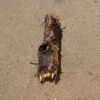 StackDoubleFlow's profile picture. I do fun computer science things! sometimes