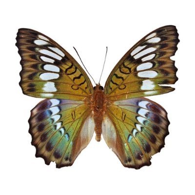 crystalxir's profile picture. I would die alone