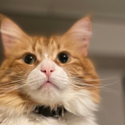 動物をこよなく愛する／猫を中心に様々な動物の情報を発信／仕事休憩に癒されたい人に向け／猫2匹、犬1匹、オオクワガタのペアがいます／混沌とした世の中、生きづらい世の中こそ、カワイイ動物を見て元気出そう😸皆様の癒しになりますように👀