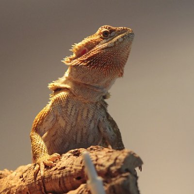 CryptoAdvisor15's profile picture. A humble farmer who is a great fun of crypto