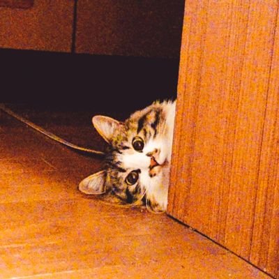 ｶﾜｲｲﾁｬﾝさんのプロフィール画像