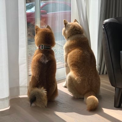 nabewo's profile picture. 都会⇄田舎の2拠点生活。柴犬の愛犬マメゾー（16歳）とムギタロー（4歳）絶賛溺愛中。つぶやく内容もタイミングも頻度も全て気まぐれ。