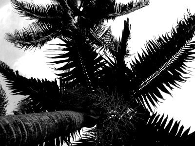 rockmehawaii's profile picture. Architects, Cultivators and Ambassadors of Hawaii New Media.  We will rock you.