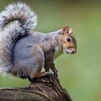 da chad Squirrel (@yeyeye900) 's Twitter Profile