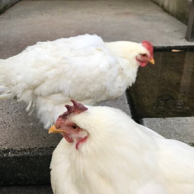 k84325943's profile picture. 神戸大 けいざい