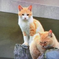 良ちゃん (@shkmluadprb8ph0) 's Twitter Profile