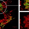 DipaLab_IISc's profile picture. PI: Dipshikha Chakravortty (MCBL, IISc Bangalore). We study molecular pathogenesis of Salmonella in murine, nematode and plant systems.