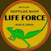 ライフフォース🦎4/13,14 BIGレプ(@lifeforcepet) 's Twitter Profile Photo