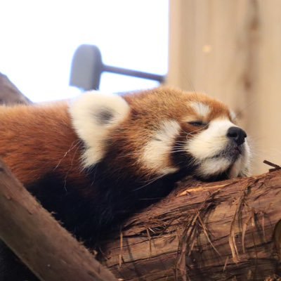 Kappei0721's profile picture. 