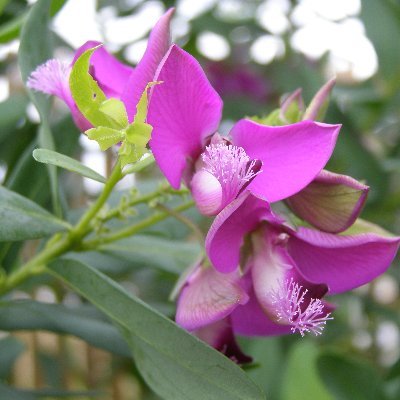 LoseleyGdnShow's profile picture. A rejuvenated event! Situated next to Loseley House with plants, garden accessories, food, and entertainment! 
23 -25 July 2021 https://t.co/8VEq15dRdZ