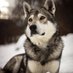 Wolf Tina (@ibrahim22077923) Twitter profile photo