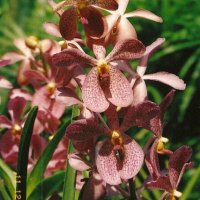 Çiğdem Köstepen (@cgdmkos) 's Twitter Profile