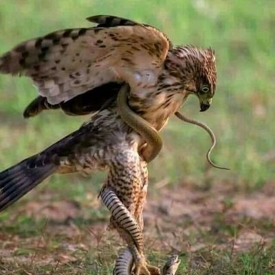 Firdaus97956749's profile picture. membaca