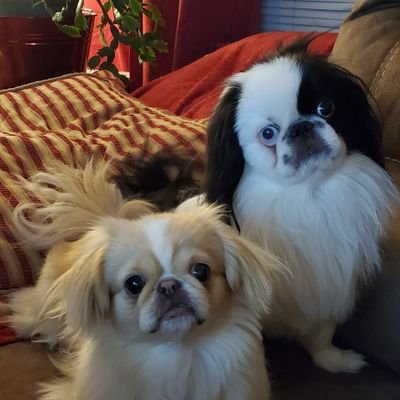 Furmomma & her Peke kids that love God Almighty, Family, & America. Pro Lifer,  Love Thy Neighbor, Be Kind, United not Divided!