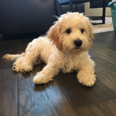 kavuri_8X's profile picture. 