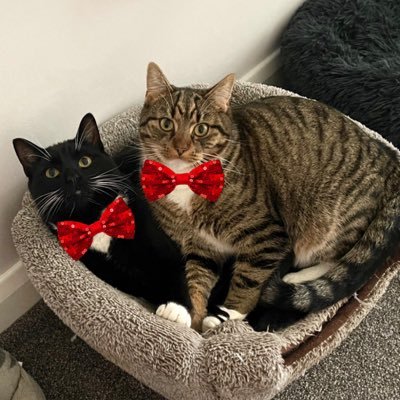 Tabby and Tuxedo brothers born March 2020, owning our hoomans since May 2020.